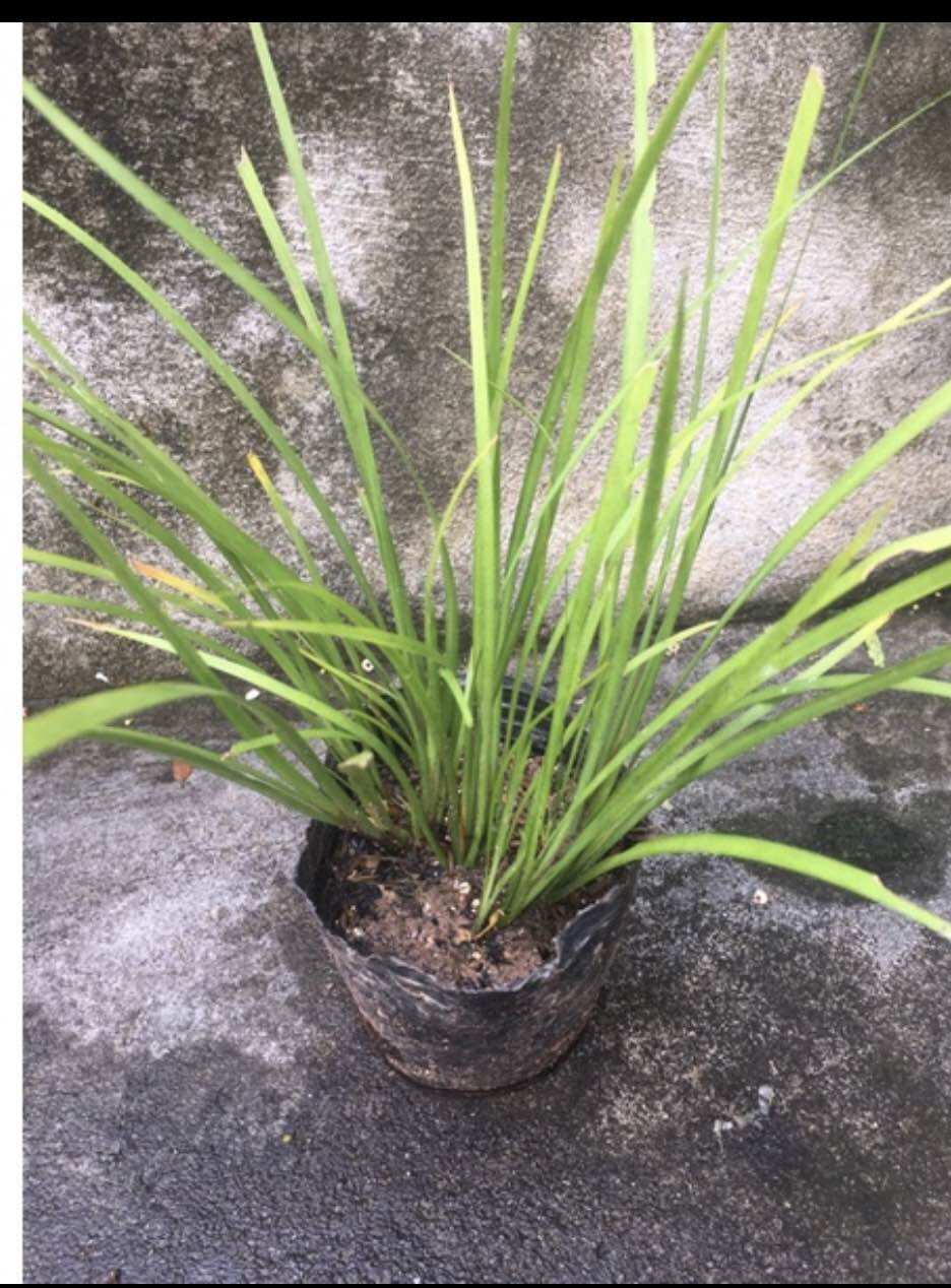 Cây giống lá thắng cố