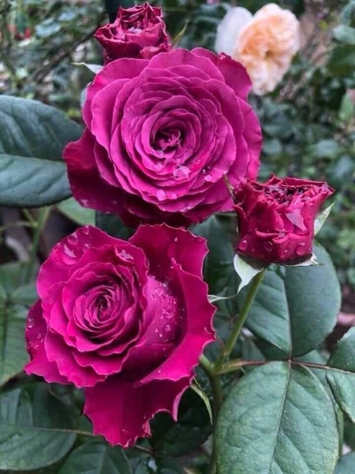 Hoa hồng Variety Information Rose - hồng bụi