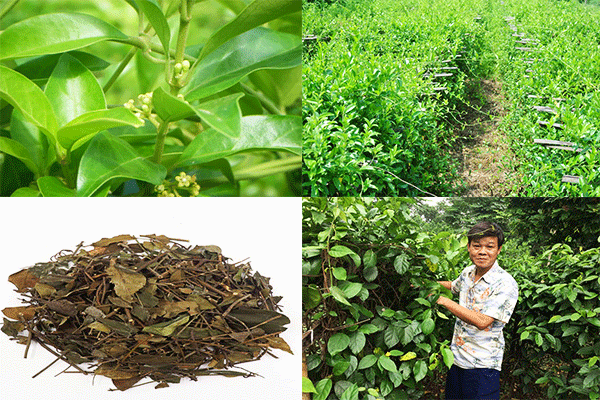 Combo 10 cây giống thìa canh lá nhỏ khỏe