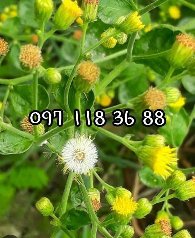 01 kg cây cải trời khô hàng chuẩn đẹp.