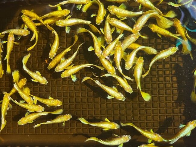 combo 5 cặp full gold gen 100k