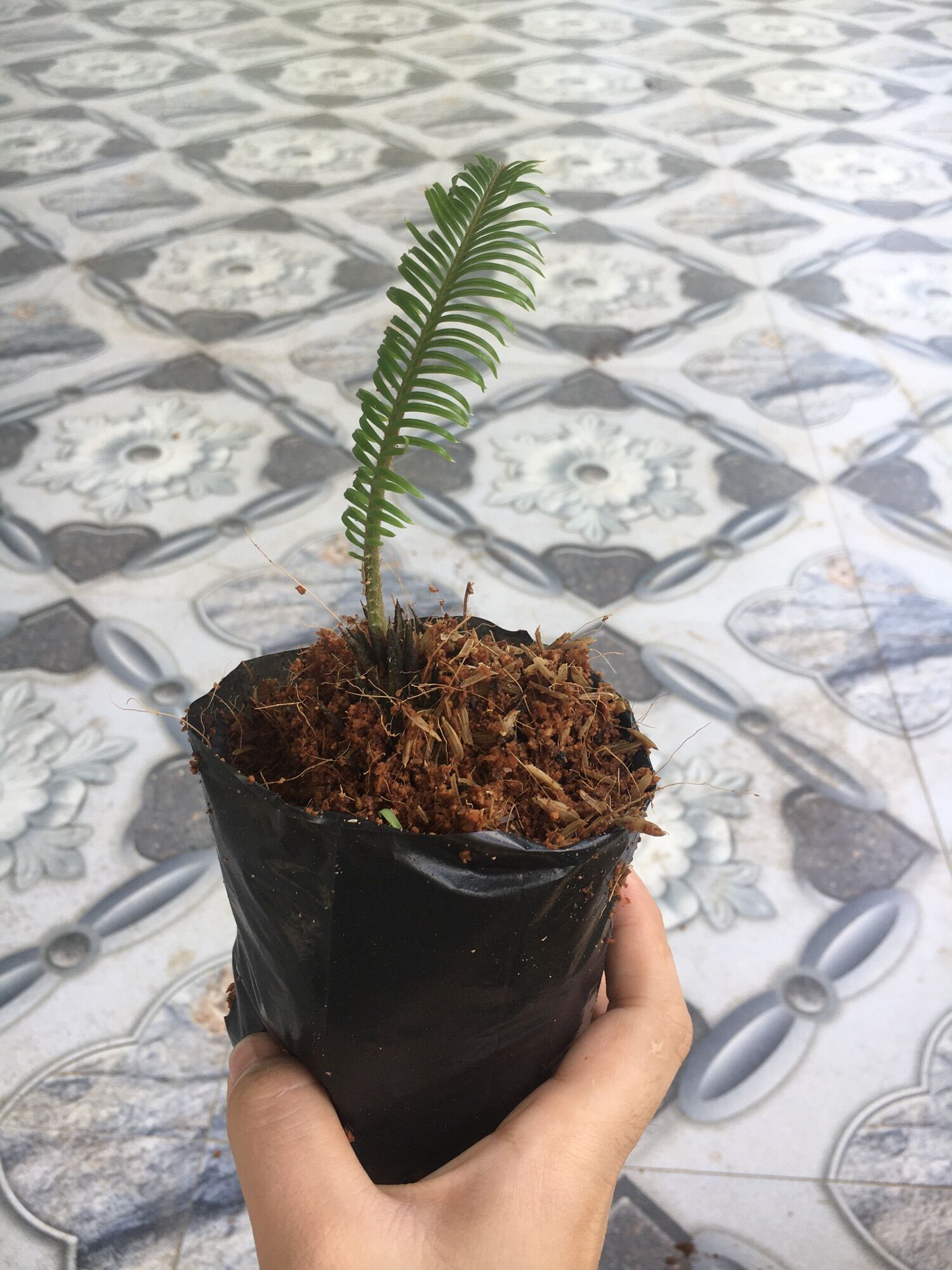 Cây vạn tuế ,cây vạn thiên tuế vô bầu bọc đen