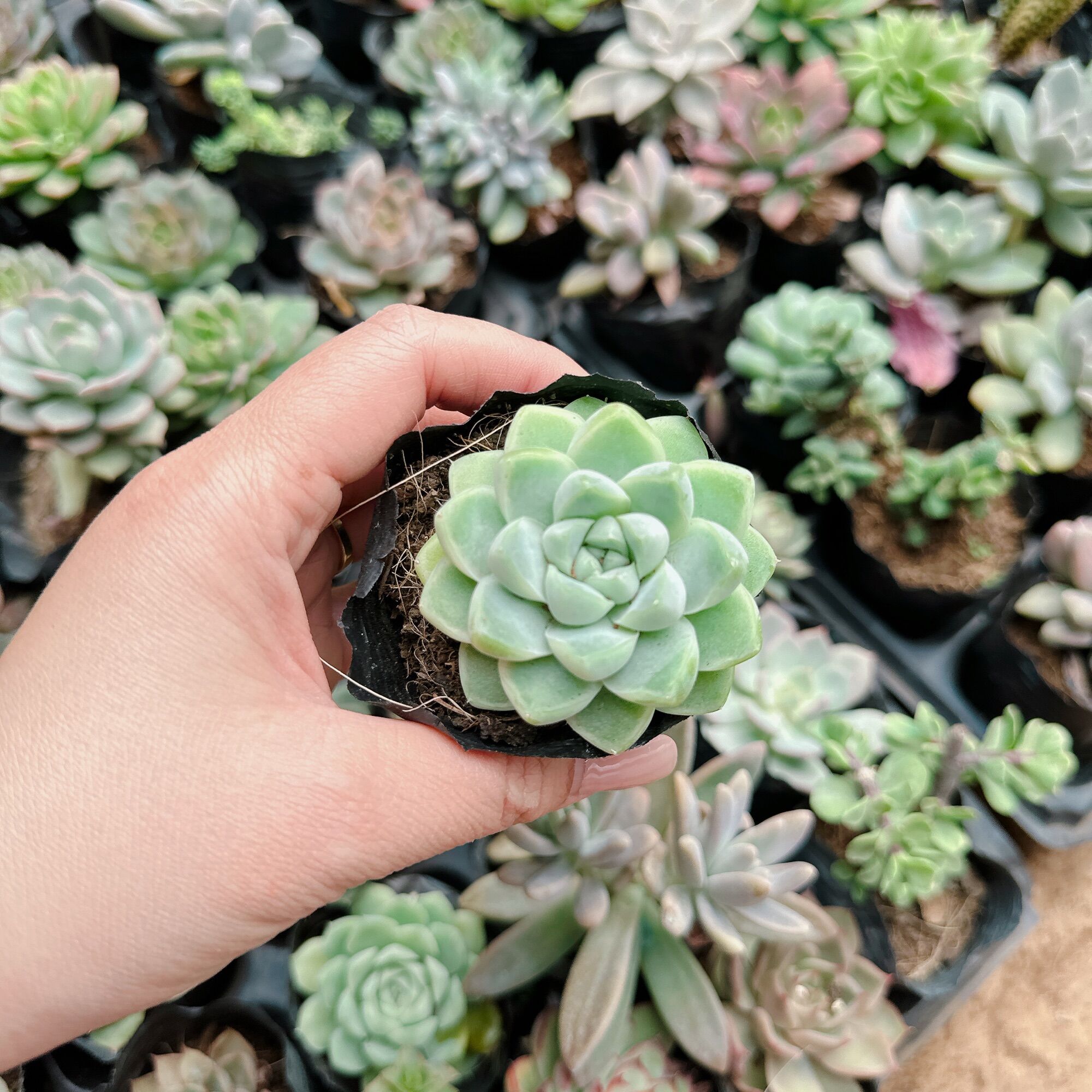Sen đá tuyết trắng size bầu 3-5cm