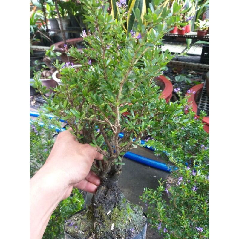 Linh sam 86 dạng phôi