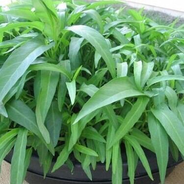 Hạt giống rau muống lá tre