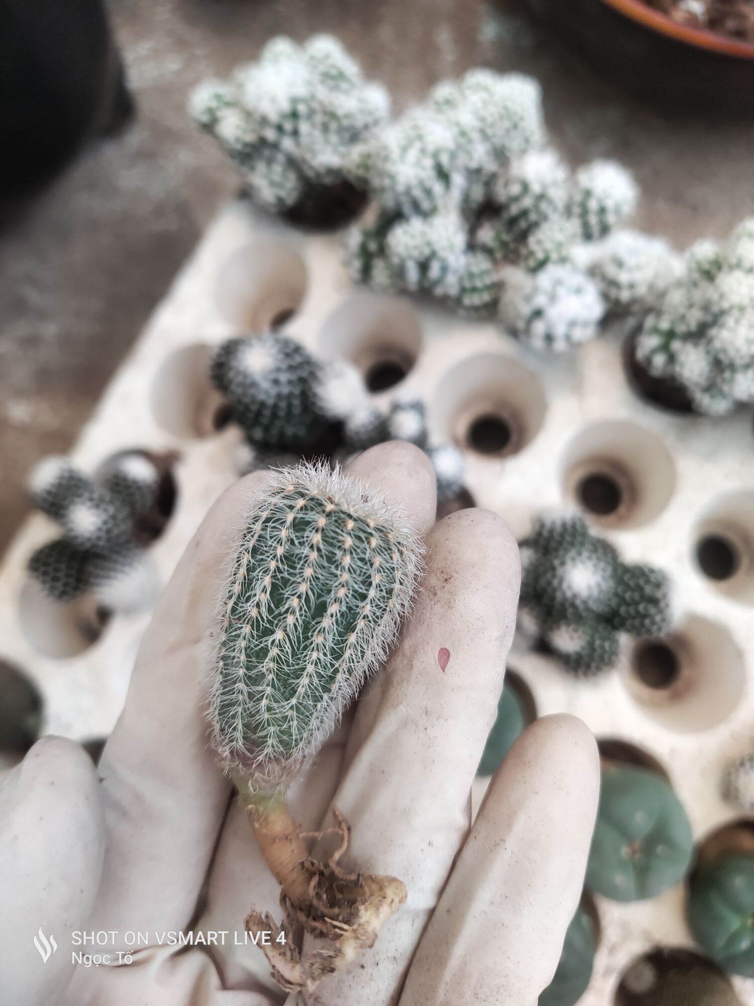 Xương rồng chuột trắng