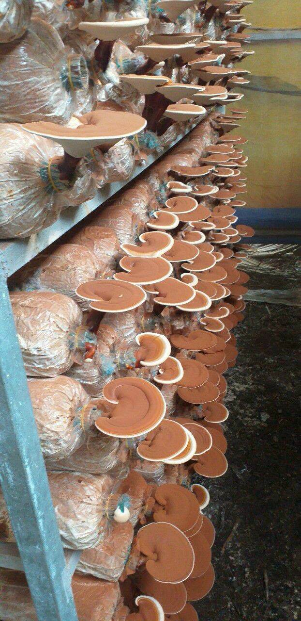 Nấm Linh Chi . Túi 200g