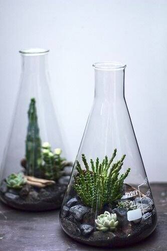 Bình tam giác thủy tinh, Erlen, bình nón 50ml 100ml 250ml 500ml 1000ml. bình decord terrarium đẹp