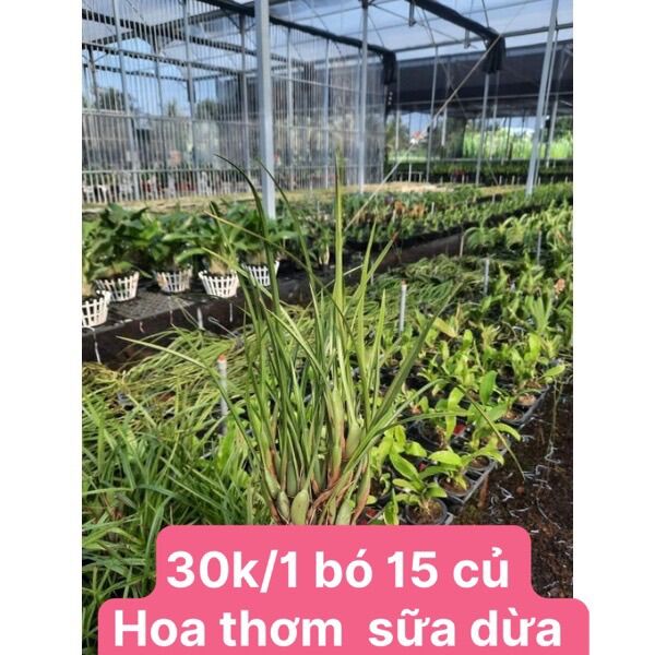 Hoa lan tóc tiên hương dừa lan(1 bó 15 củ) vv