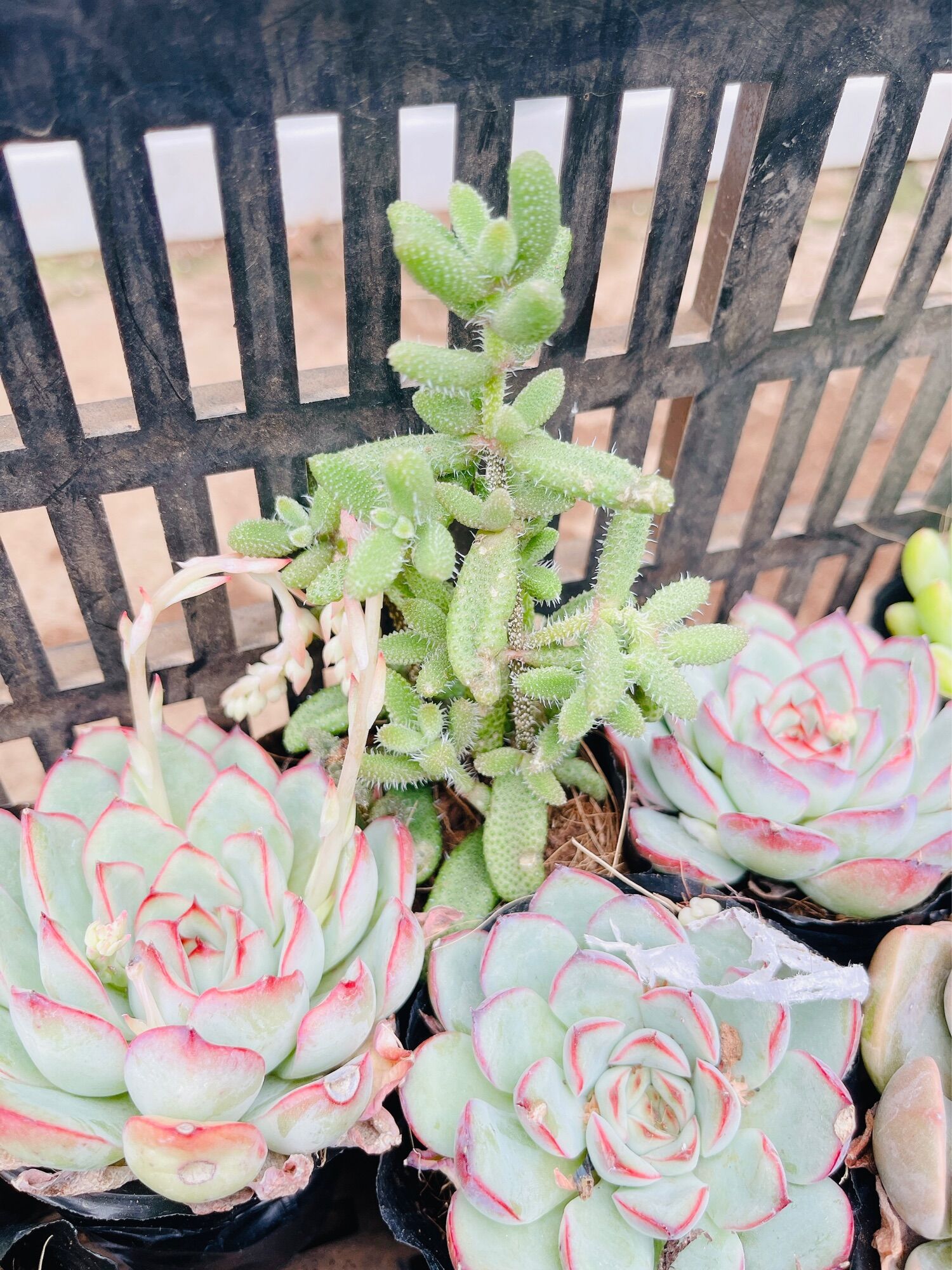 Sen đá Mặt nạ size bầu 3-5 cm