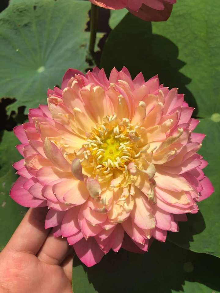 củ sen nhật cam sai hoa màu cam
