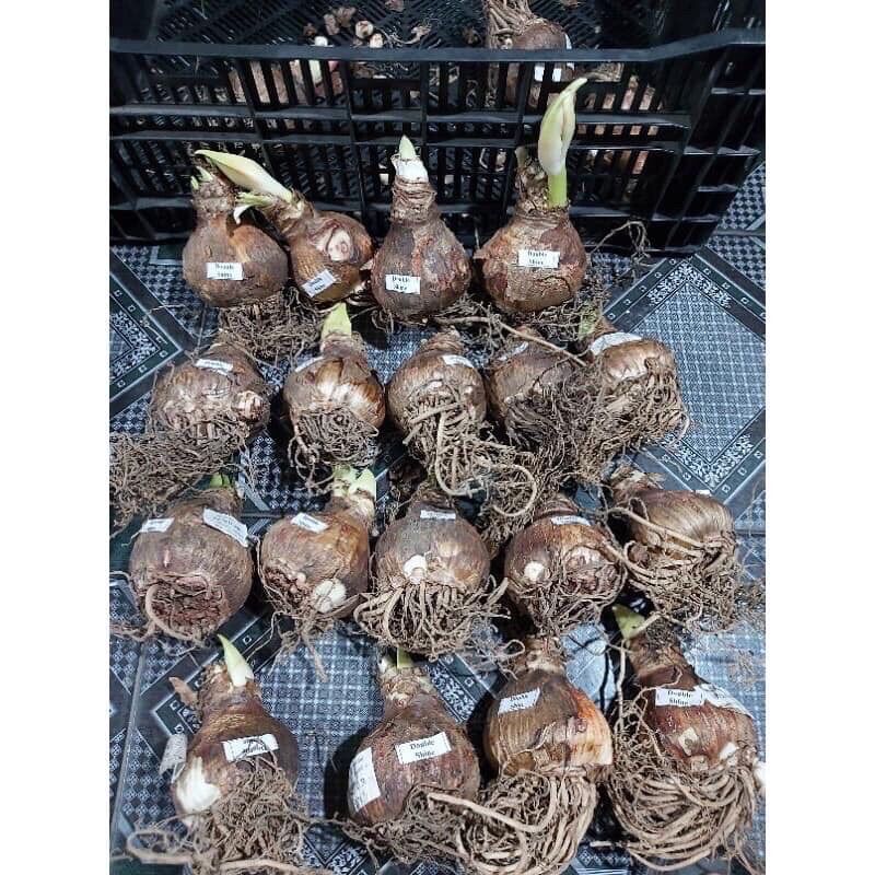 Củ Hoa Thuỷ Tiên Đất