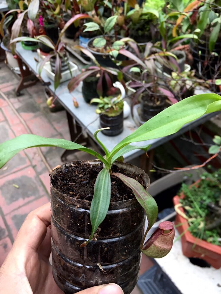 Cây nắp ấm, cây bắt mồi