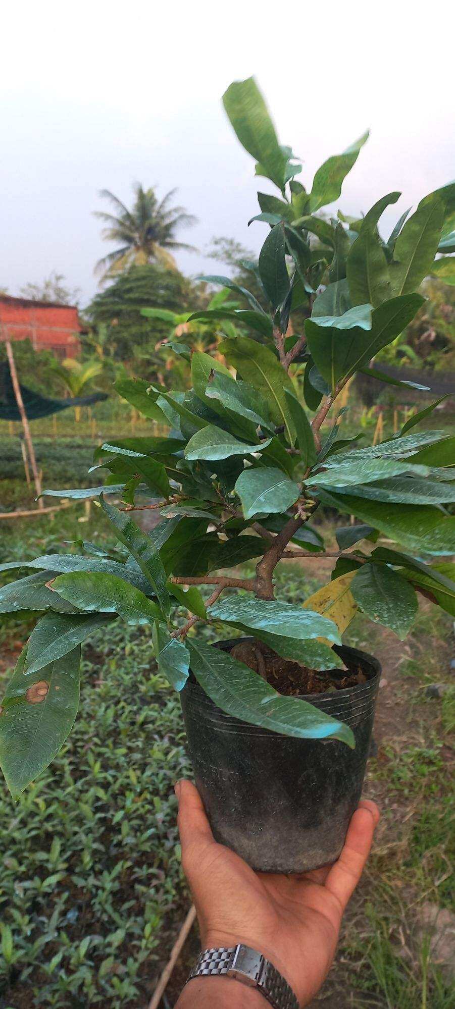 mai ghép 2 năm CÚC THỌ HƯƠNG chiều cao đạt từ 30cm đến 45cm