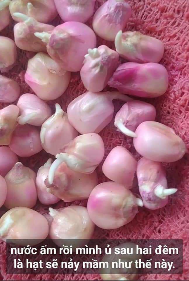 100Hạt Hạt giống bắp nếp nù sữa