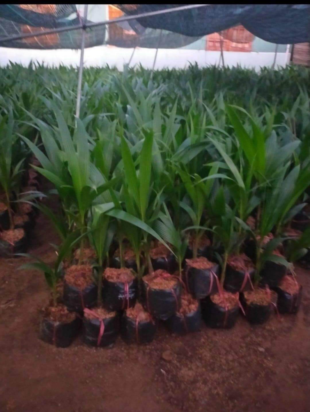 Dừa xiêm xanh lùn