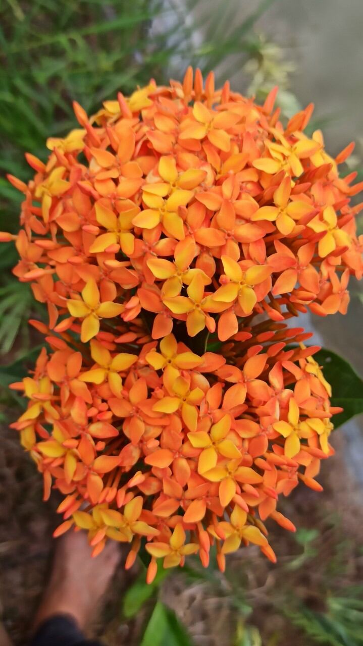 Mỹ Cam