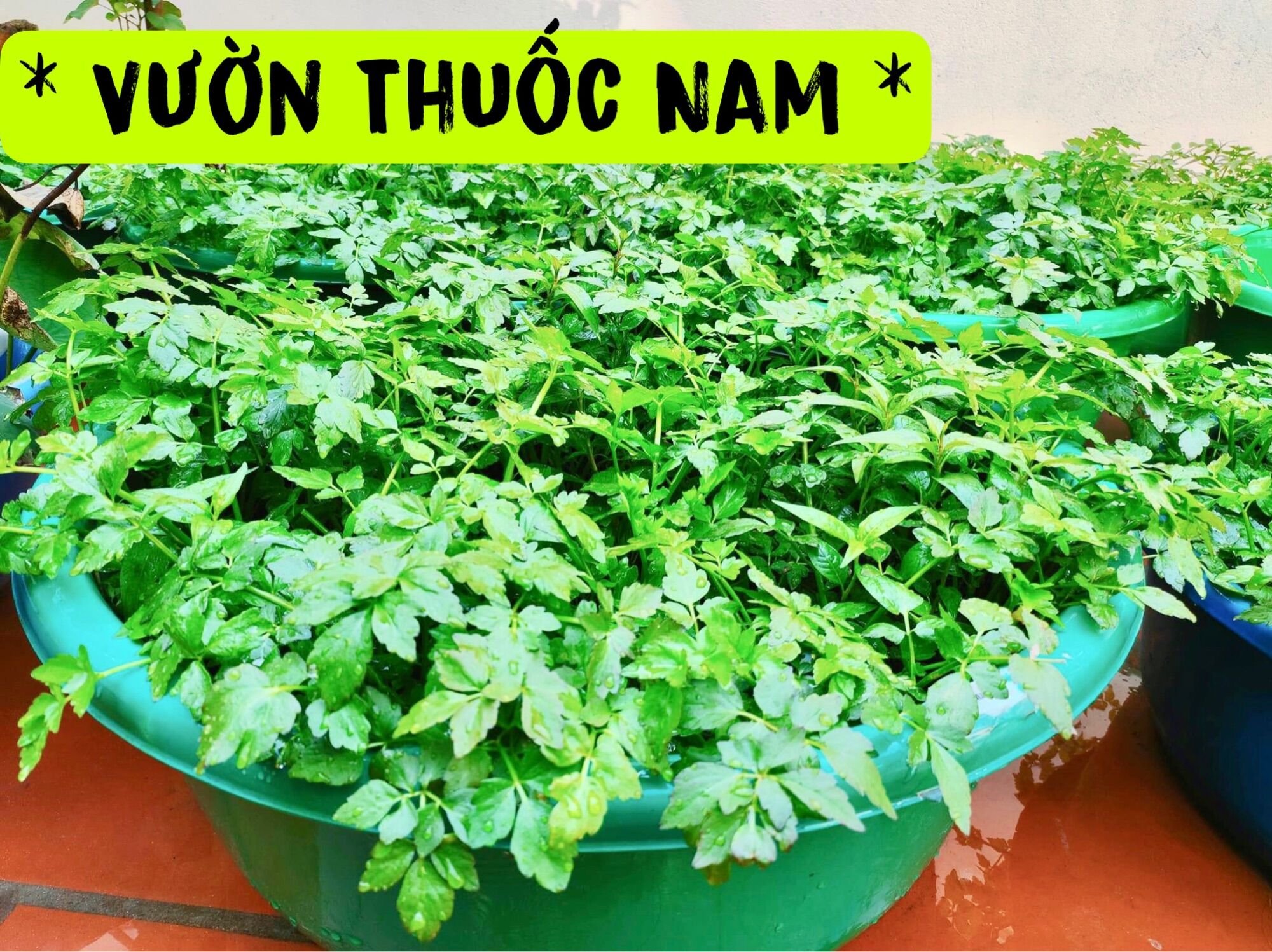 Combo 3 bầu rau cần nước làm giống ,cây rau cần nước ăn rất ngon bầu rau cần nước