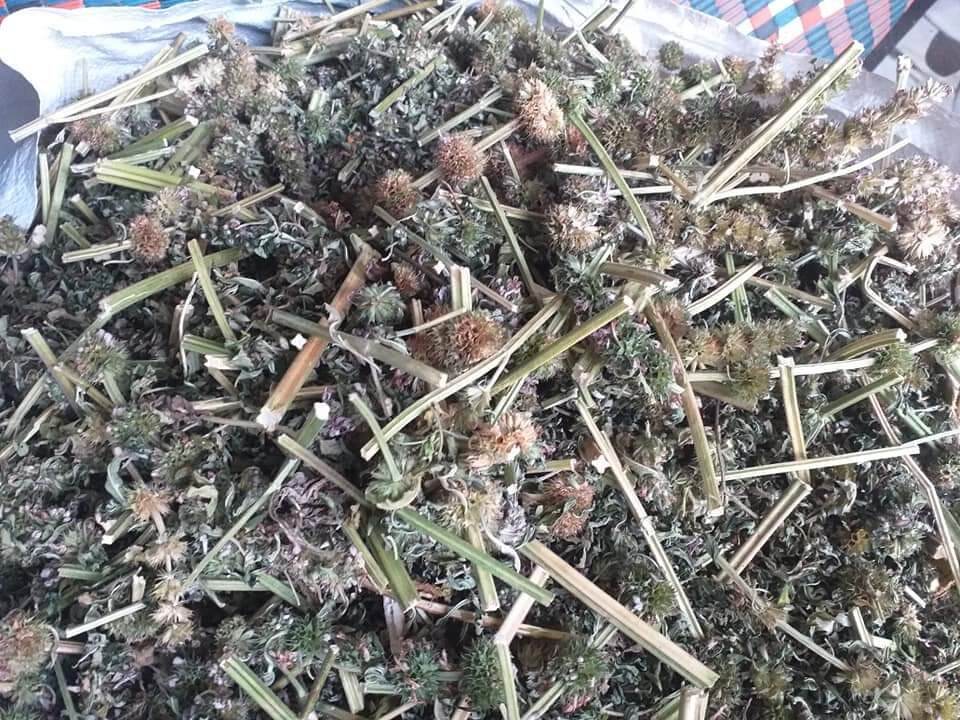 Cây ích mẫu khô (1kg)