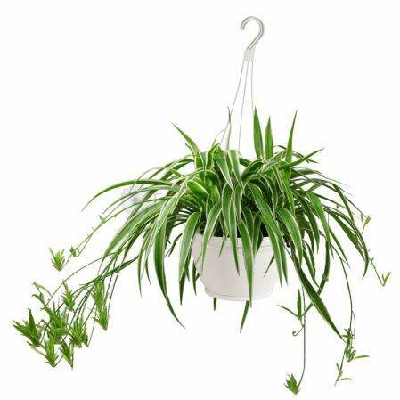 [HCM]Cây Dây Nhện thanh lọc không khí