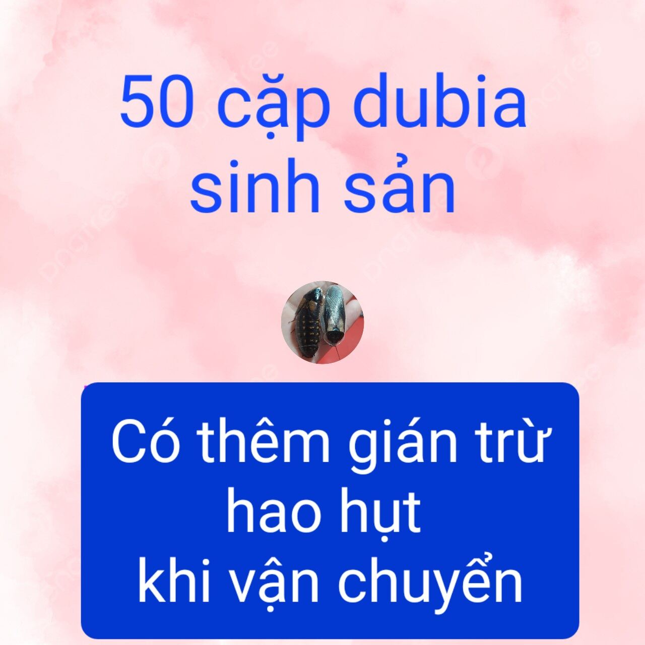 50 cặp gián dubia sinh sản