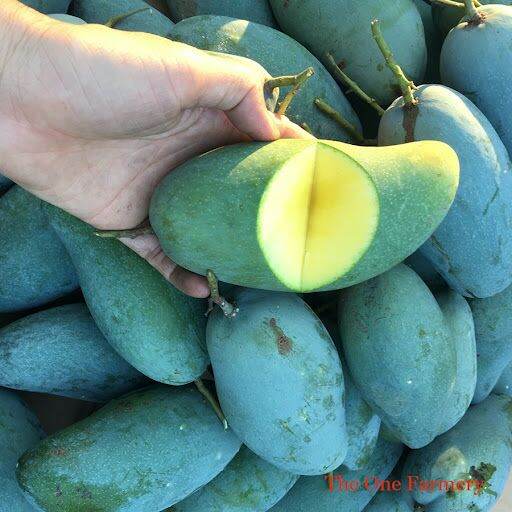 CÂY XOÀI THÁI GHÉP