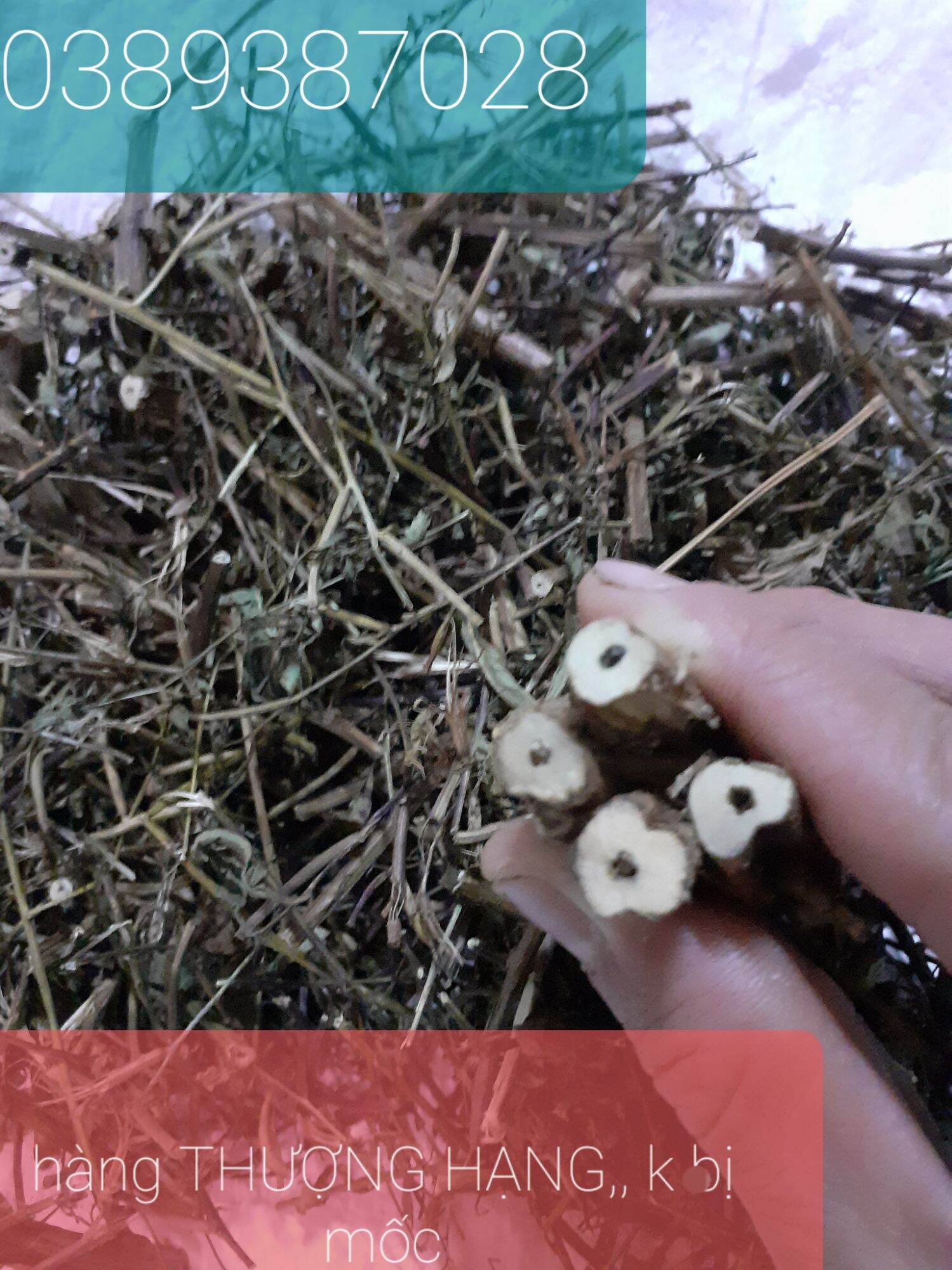 cây rau mương khô,1kg,hàng loại 1,k bị mốc,thơm,sạch,y như hình