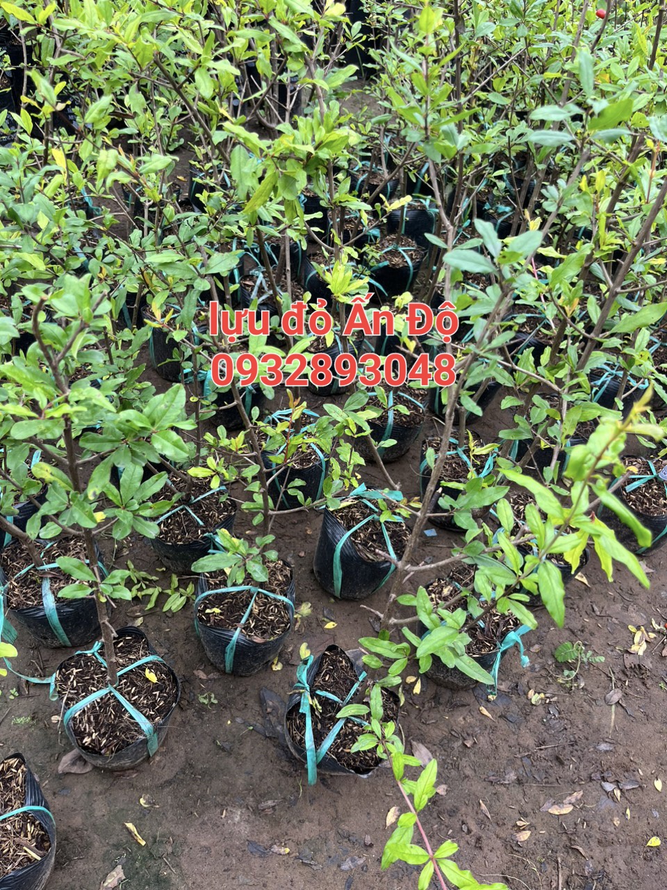 Indian Red Pomegranate Seedling Tree 50cm to 1m