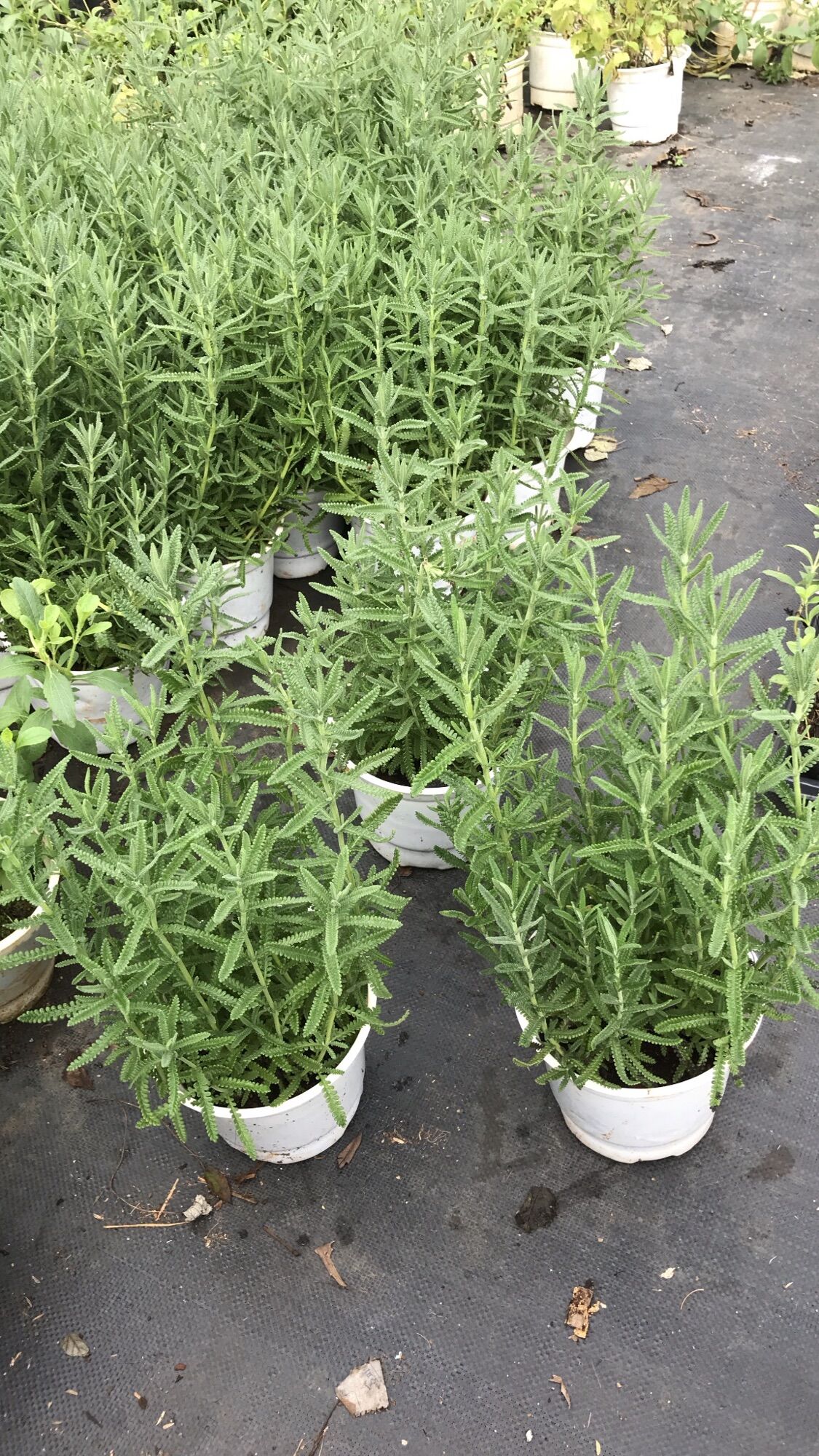 Cây oải hương lavender lớn