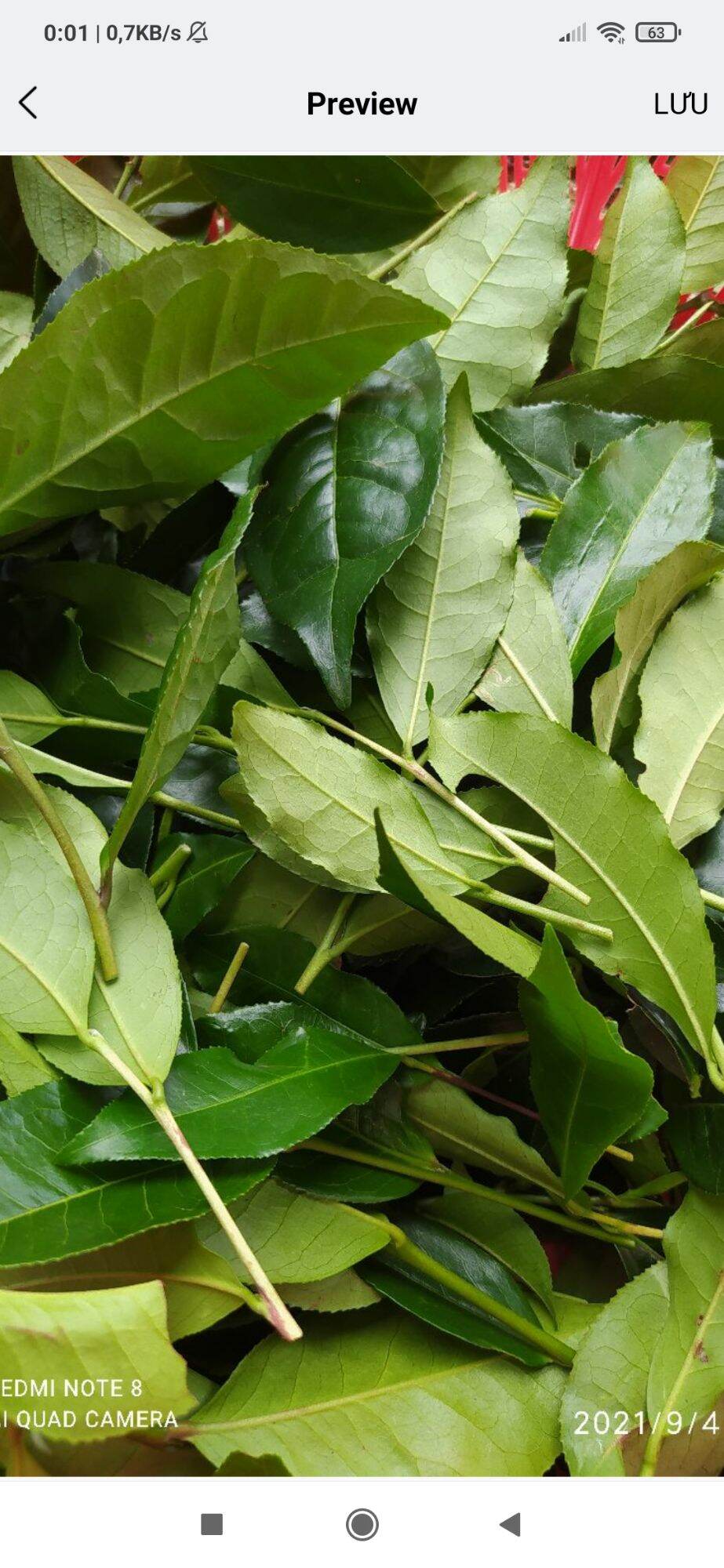 lá chè xanh tươi 1.5kg