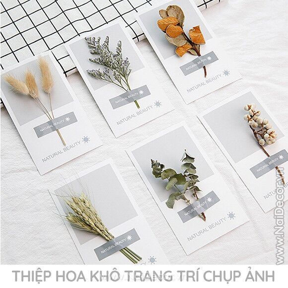 Thiệp hoa khô trang trí chụp ảnh