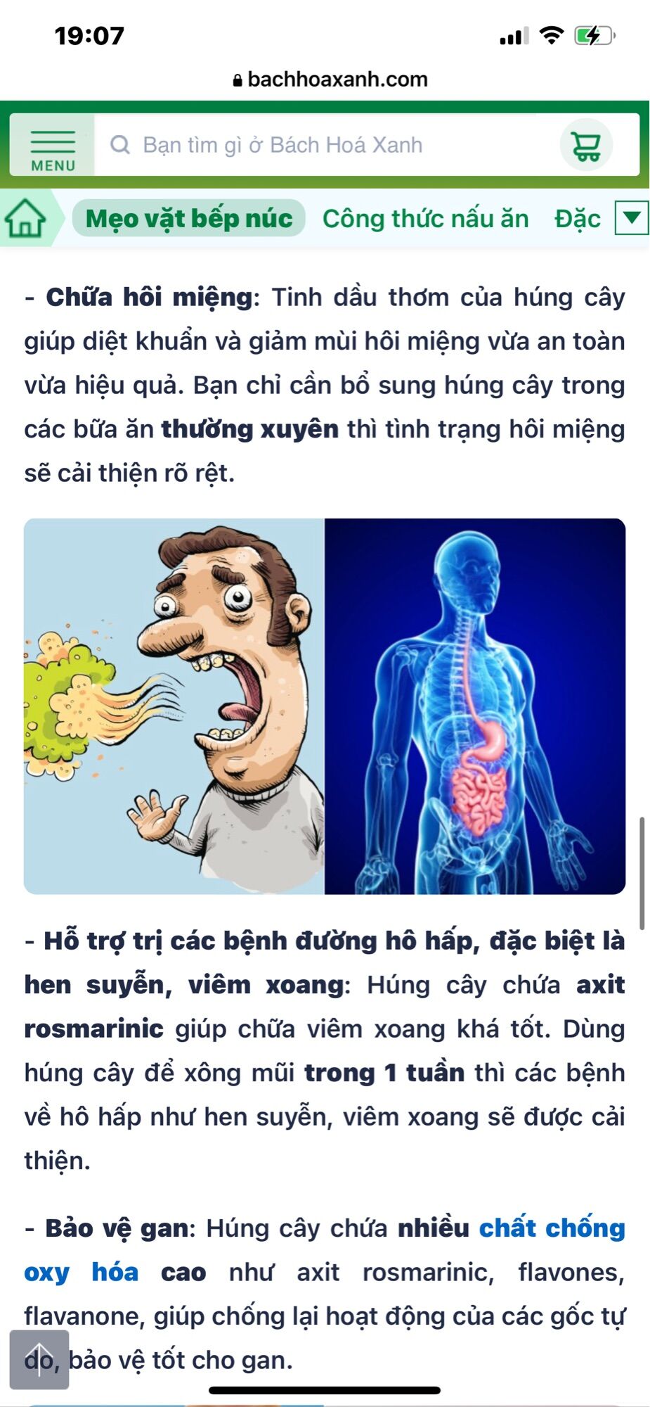 Chậu rau húng cây
