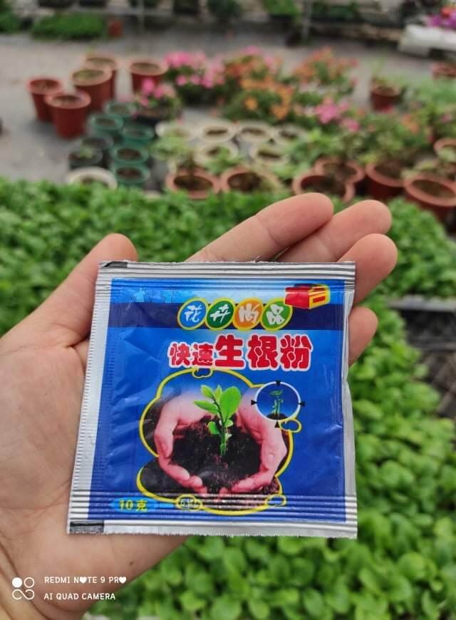 Kích rễ cho cây trồng phát triển mạnh