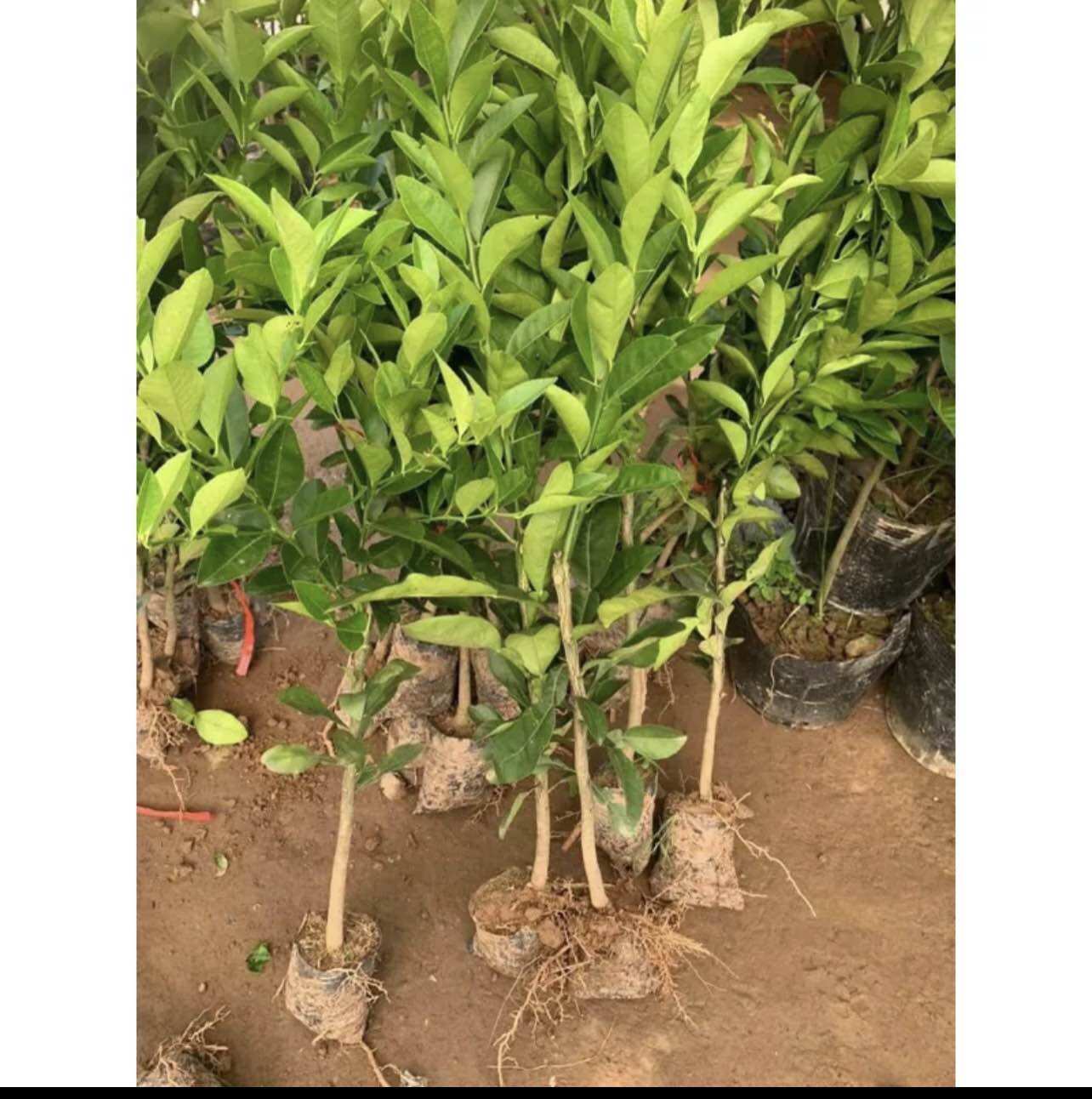 Cây giống chanh tứ quý (1bầu cây 35cm)