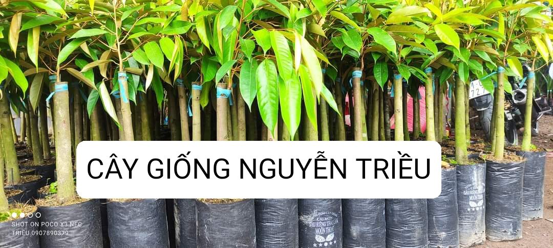 Cây giống sầu riêng thái / dona / moonthong