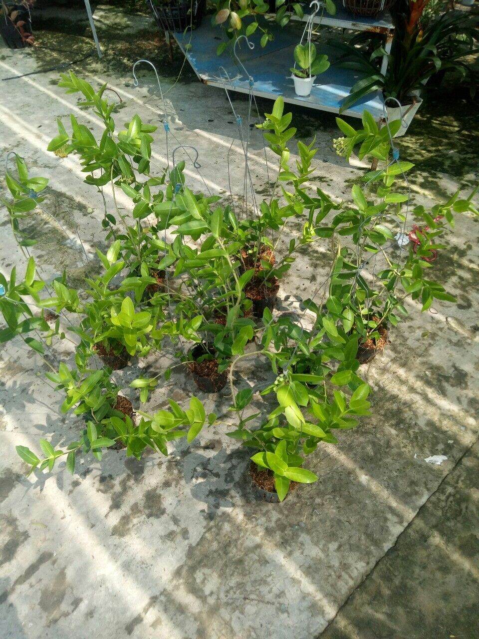 Cẩm cù vàng ổi sắp hoa