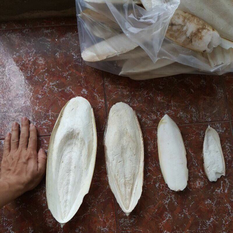 Nang mực chuẩn tự nhiên