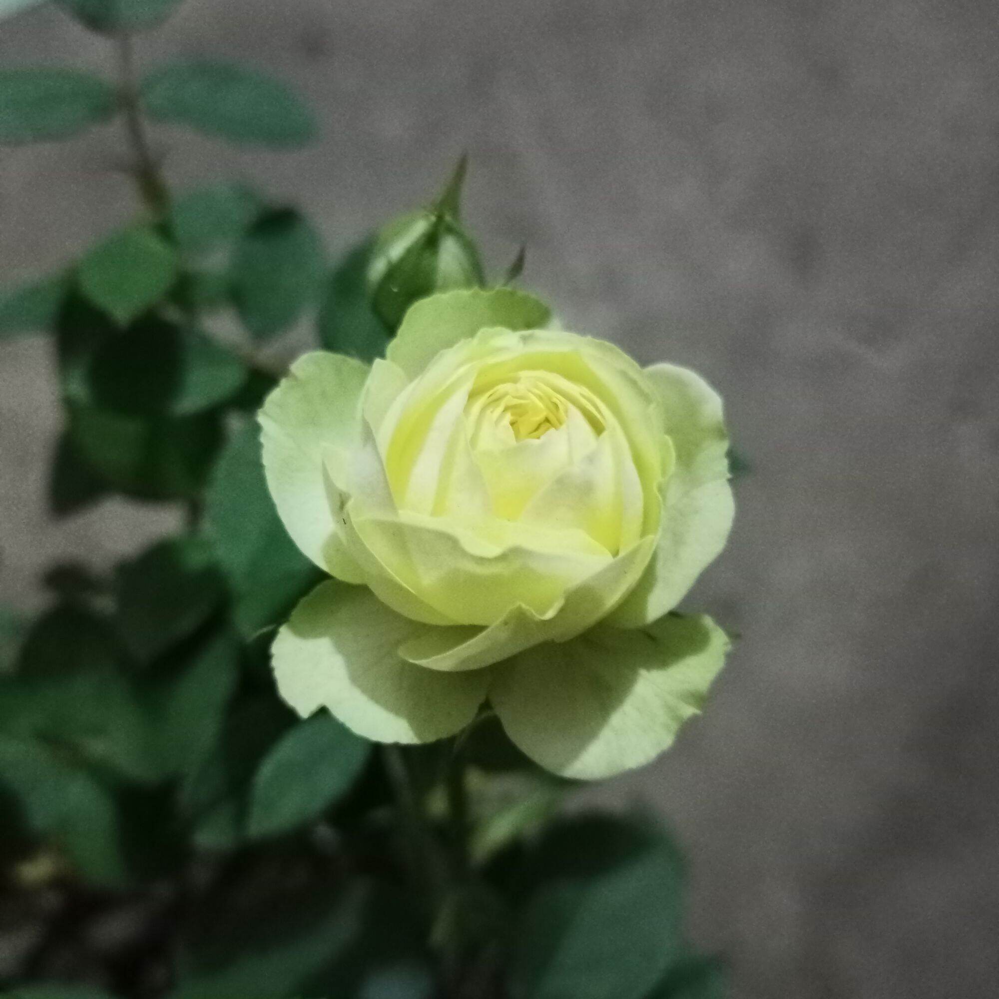 Hoa hồng creamy eden cao từ 40cm
