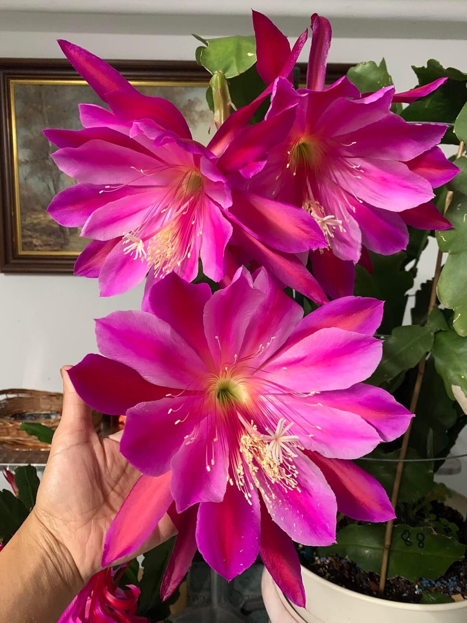 Hoa nhật quỳnh lá giống