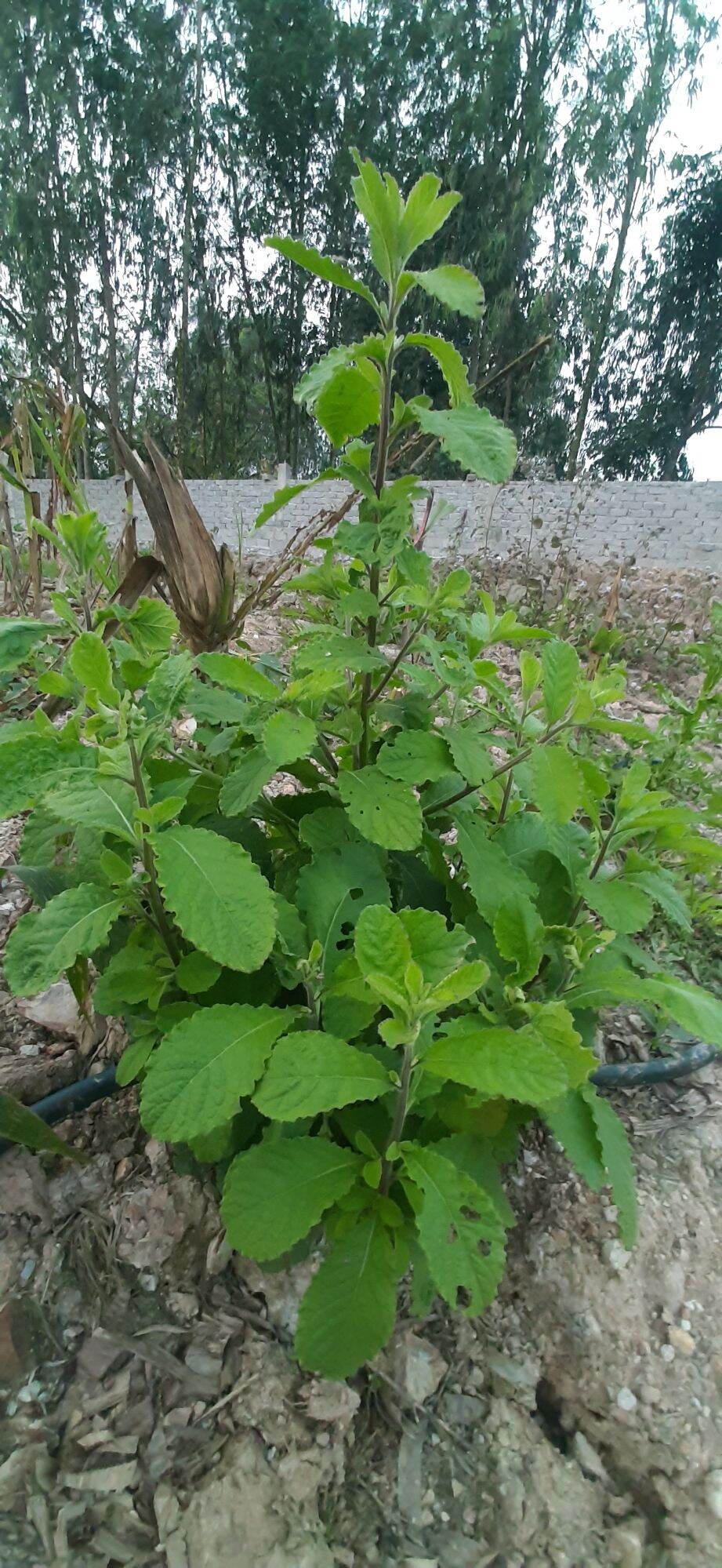 Cây cải trời (1 kg )