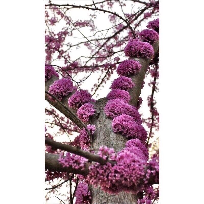 Cây Hoa Hạnh Phúc