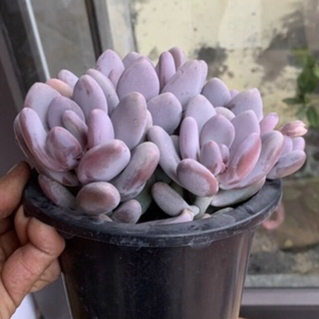 Sen đá sỏi trứng gà tím bụi 1 gốc - chậu size 18cm