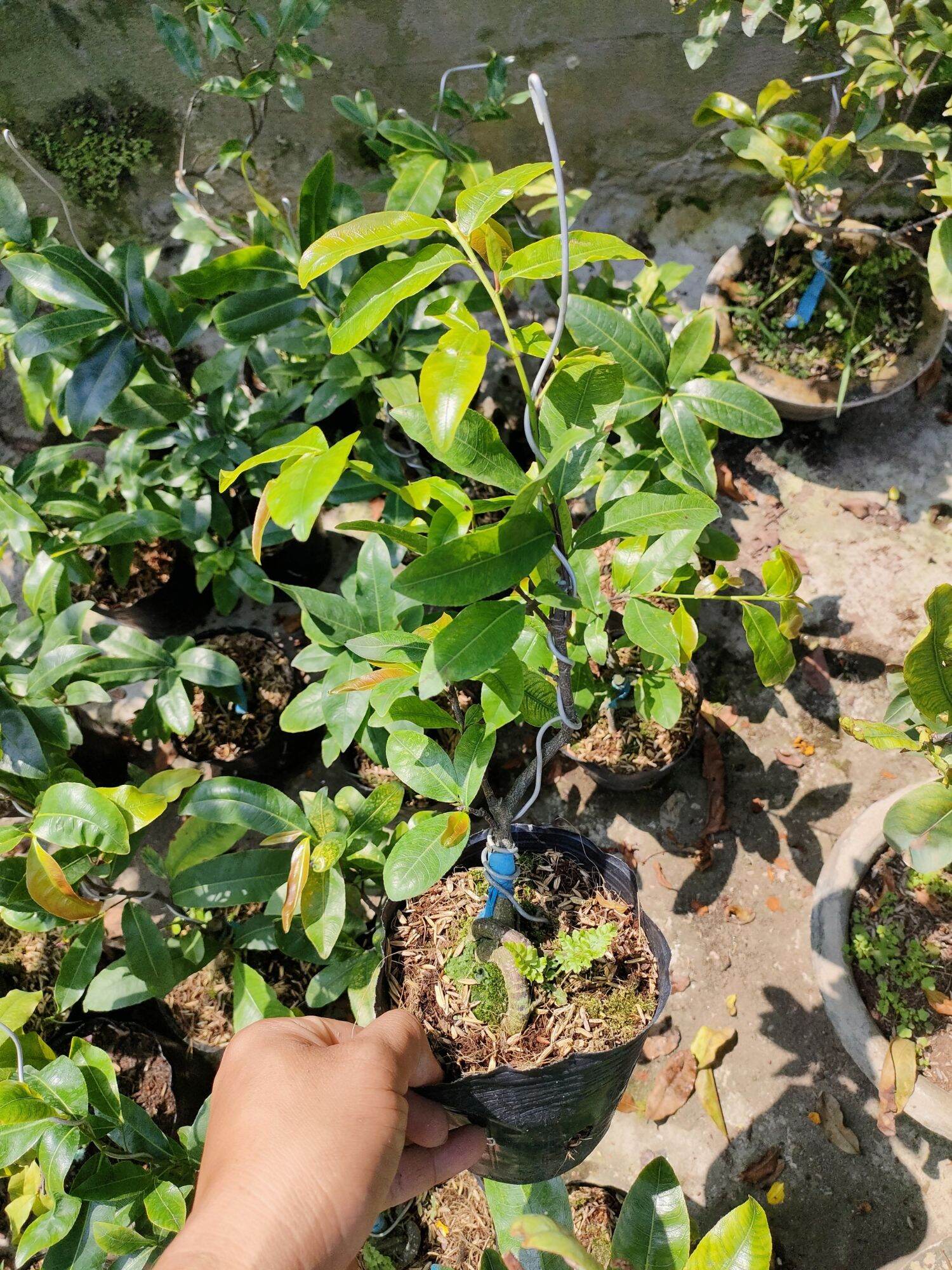 Cây mai cúc 7 tầng ( mai cúc ông tiên )