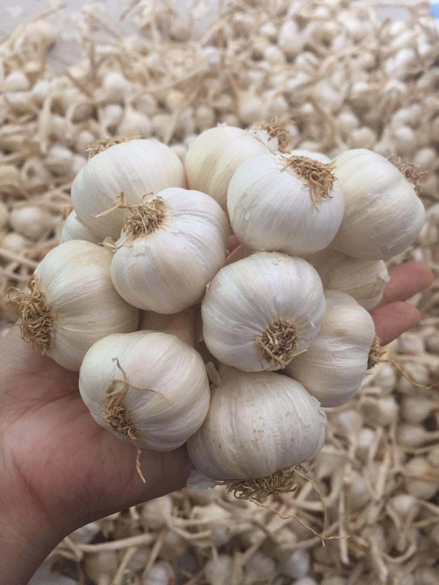 TỎI LÝ SƠN - 500GR