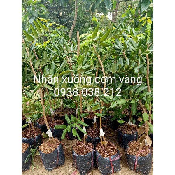 CÂY GIỐNG NHÃN XUỒNG CƠM VÀNG ( HÀNG CHUẨN GIỐNG )
