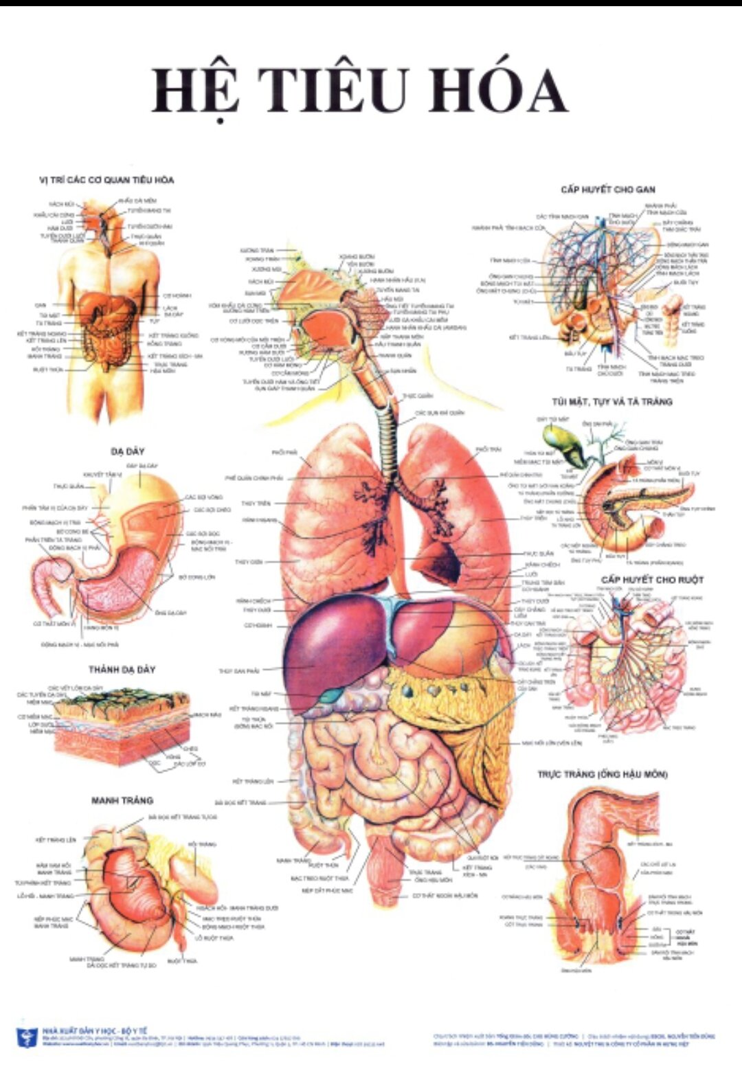 tranh giải phẫu các hệ của cơ thể