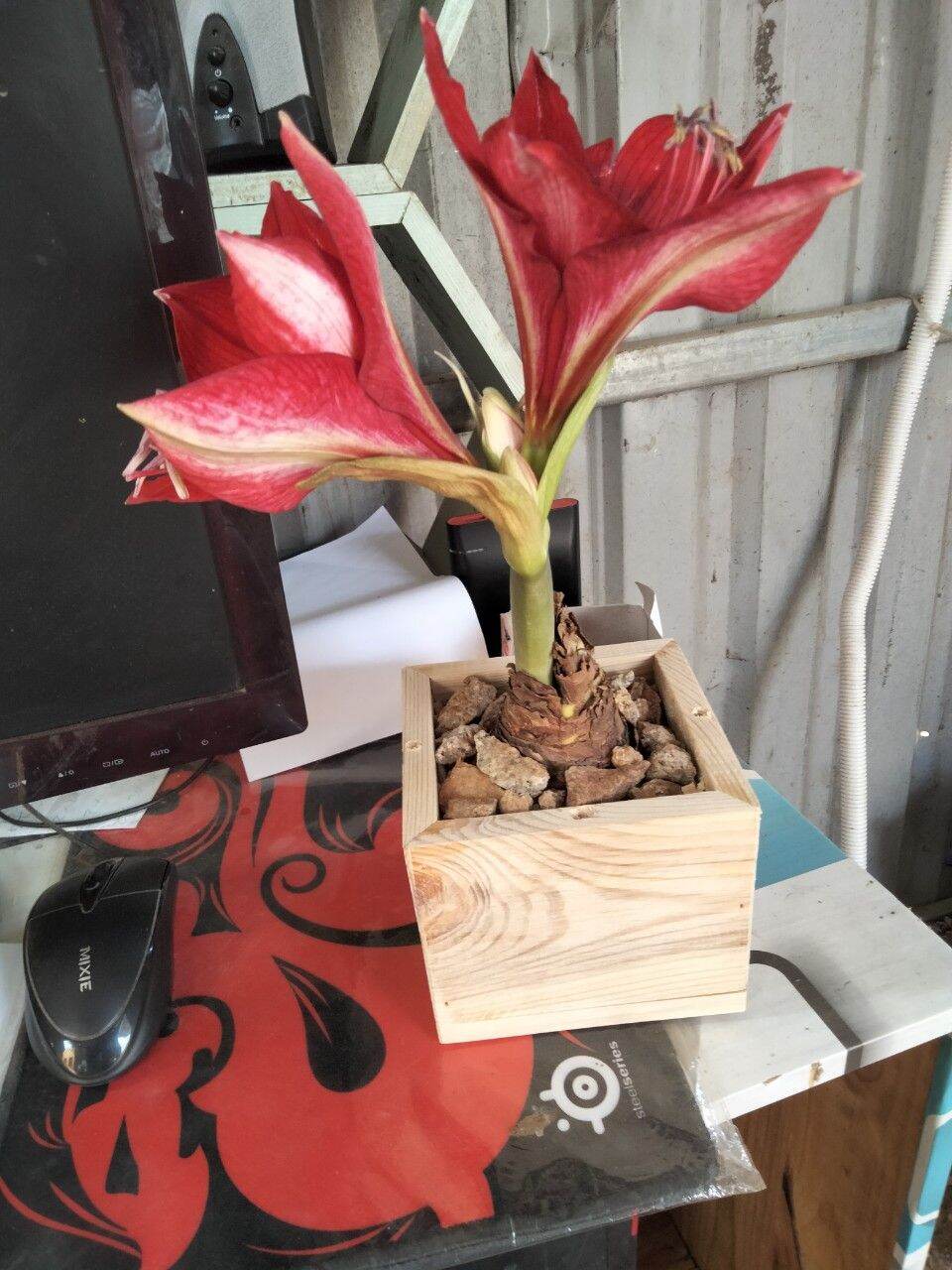 Chậu gỗ vuông 12cm