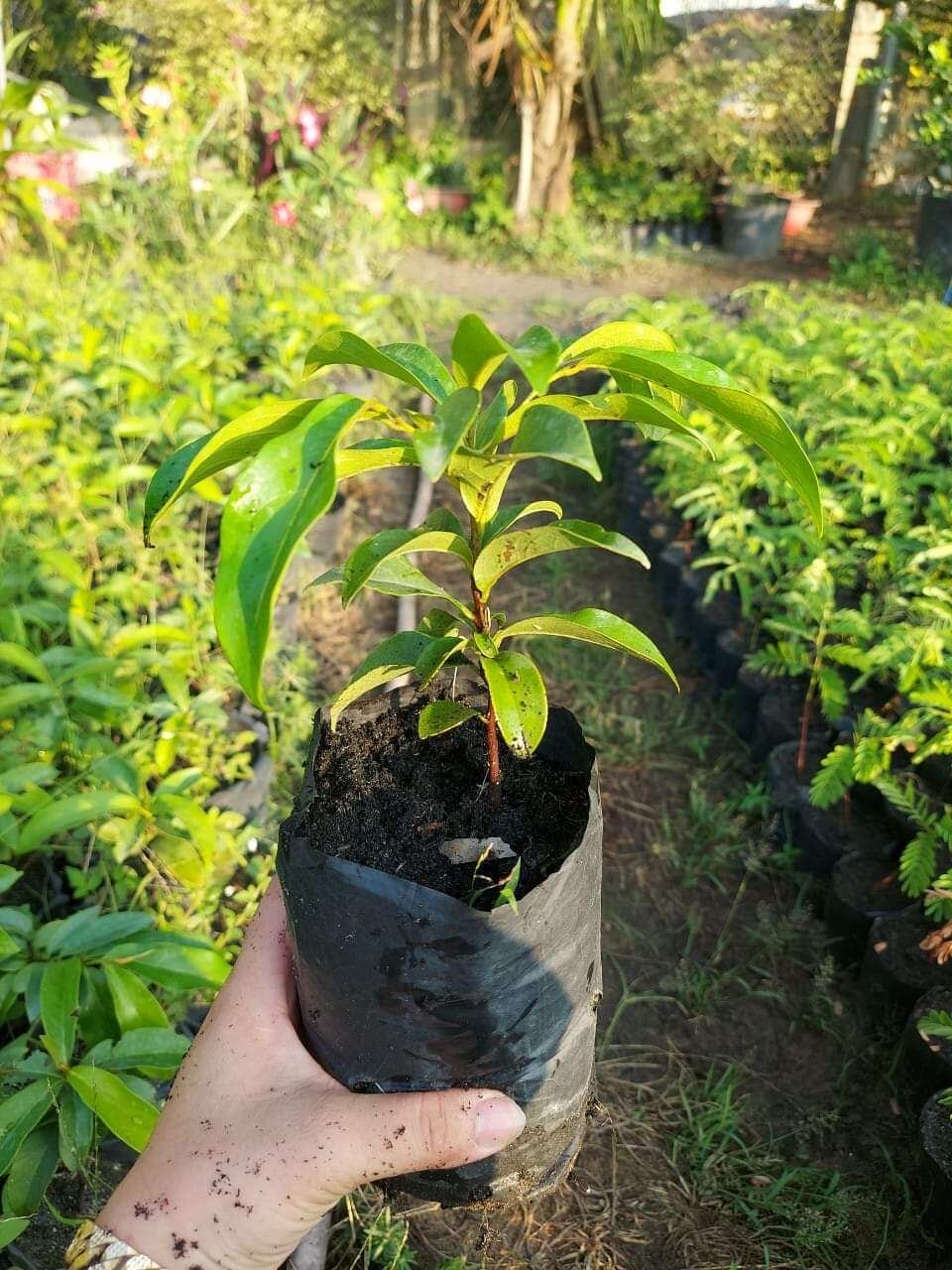 CÂY GIỐNG THỊ THƠM