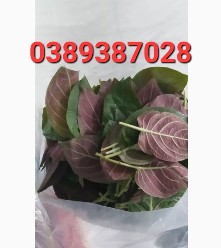 La mơ lông tươi,1kg