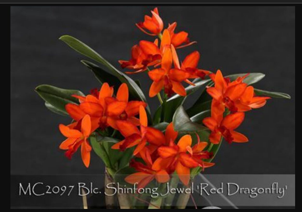 Cattleya mini hoa chùm Red Gragonfly.